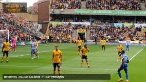 Brighton & Hove Albion thi đấu trước Wolverhampton